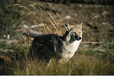 《空洞骑士：丝之歌》北美任天堂商店页面被移除